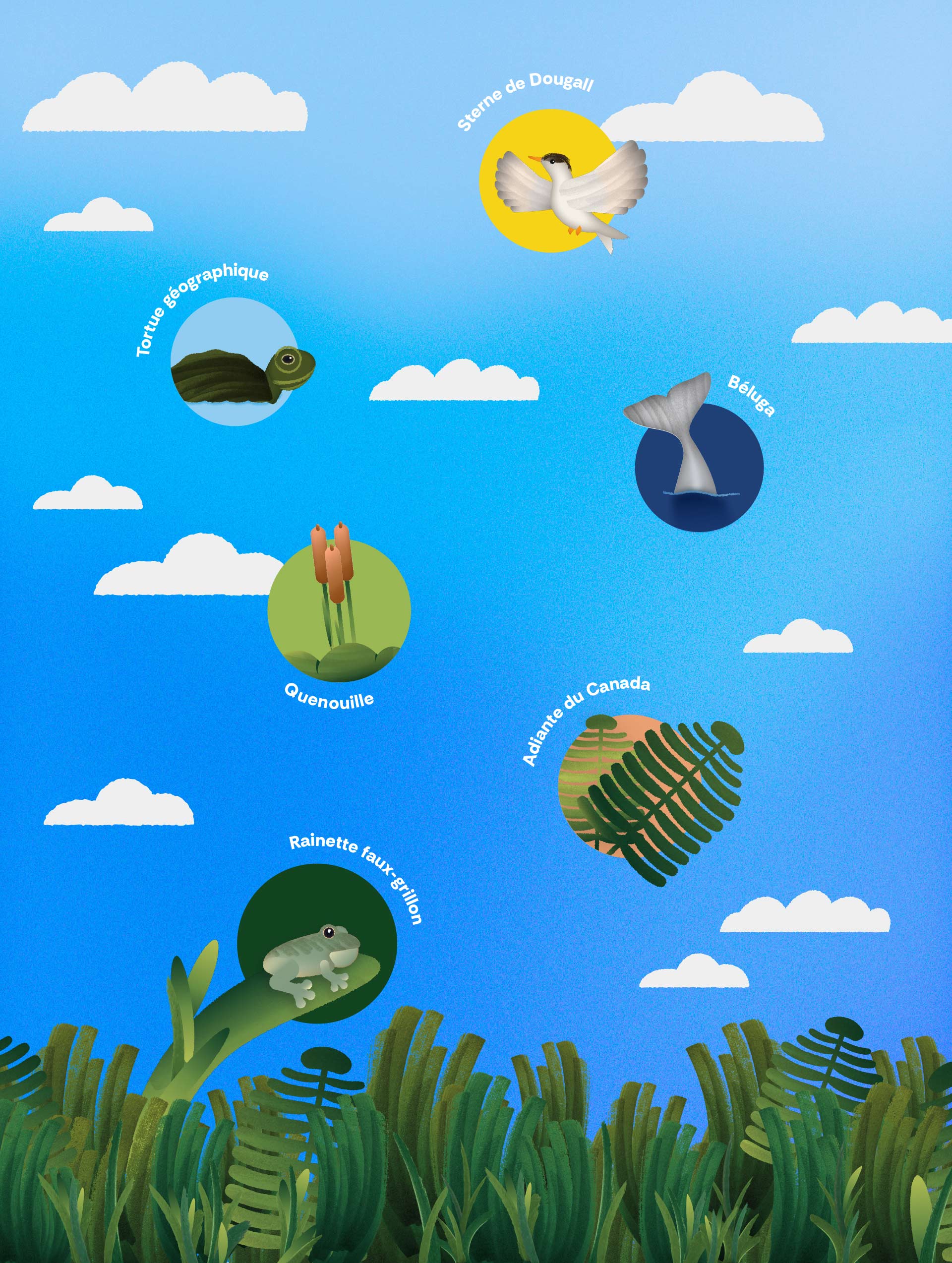 illustration-especes-menacees-quebec-snap